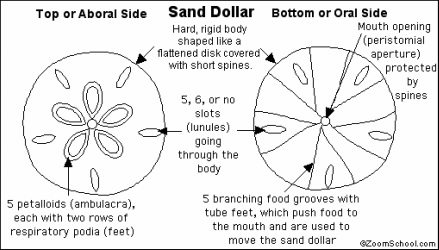 Sand Dollar - Respiration