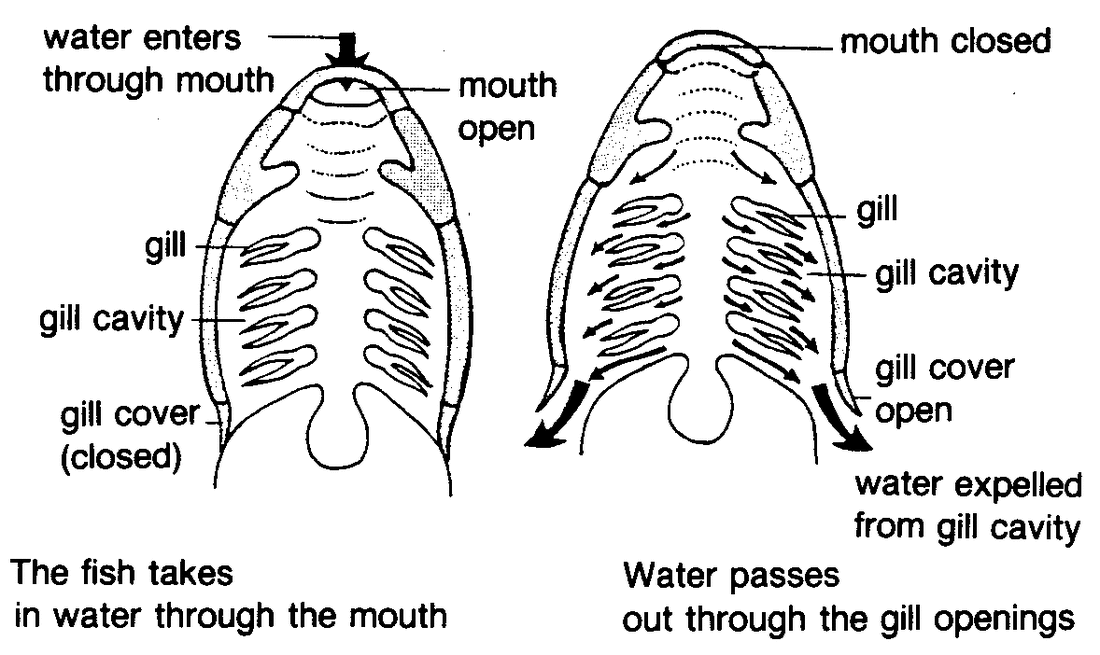 Bony Fish Gill Diagram - Diagram Media